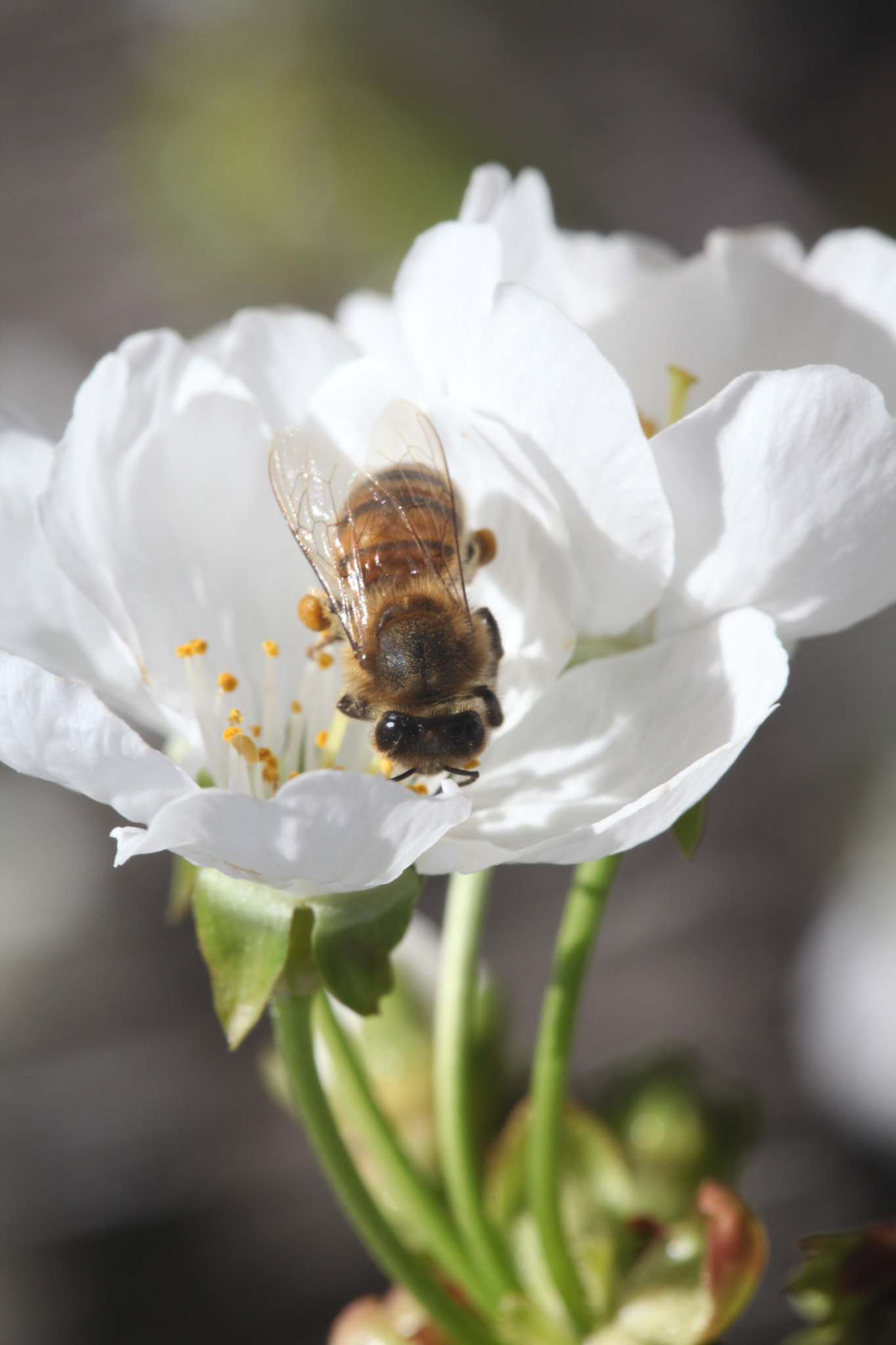 Canon EF 100mm F2.8 Macro USM sample photo. Img photography