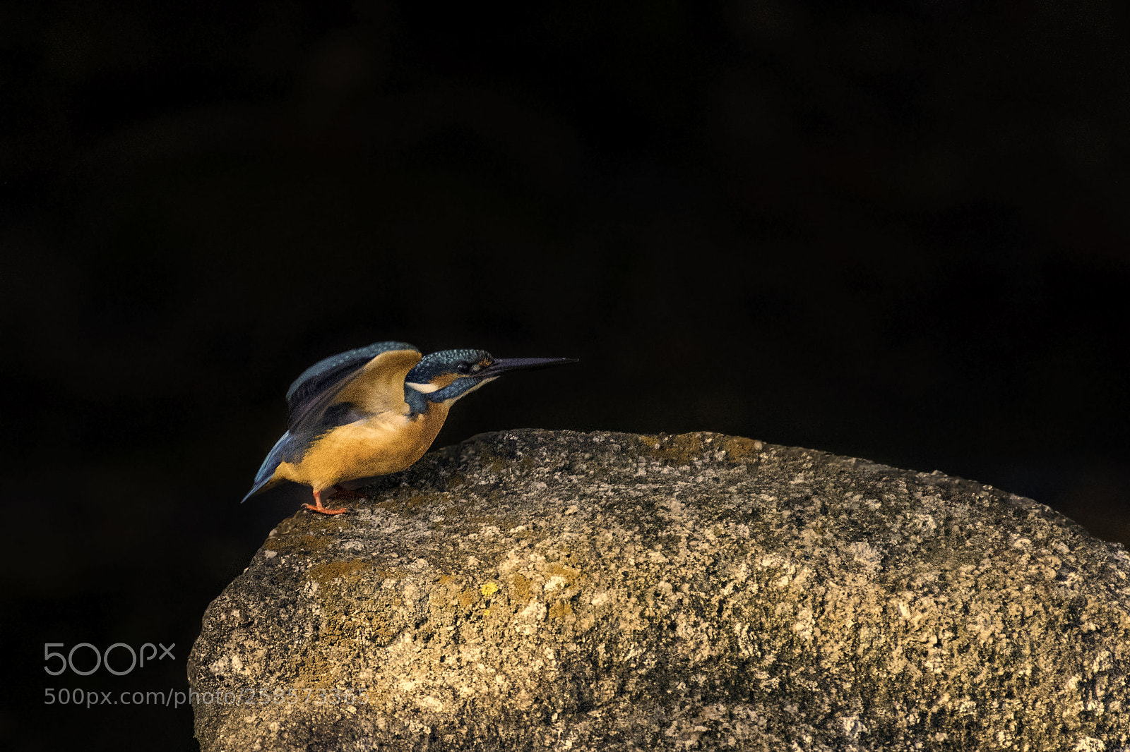 Nikon D810 sample photo. Kingfisher photography