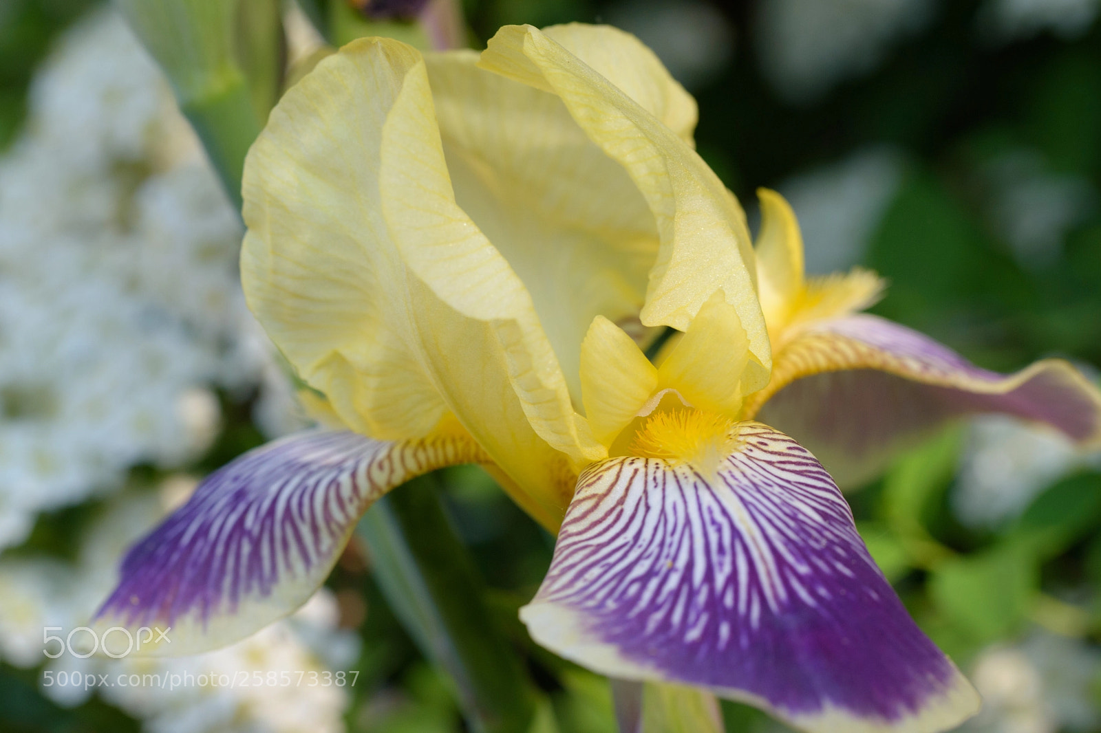 Nikon D5500 sample photo. I fooled around and photography