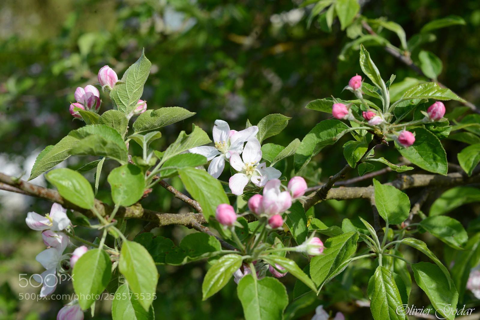 Nikon D600 sample photo. Apple tree flowers photography