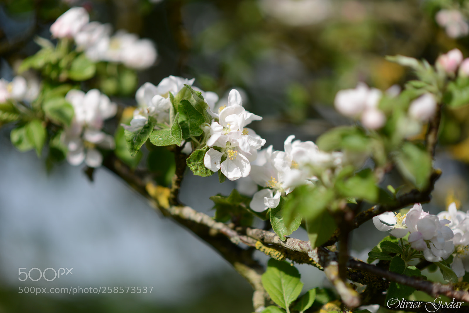 Nikon D600 sample photo. Apple tree flowers photography