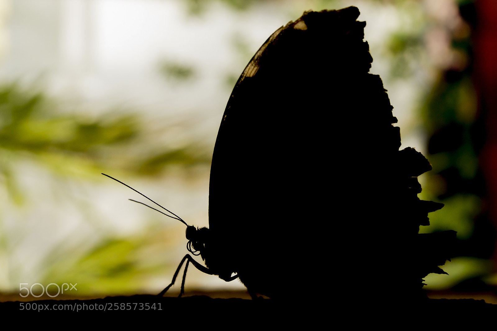 Sony SLT-A77 sample photo. Owl butterfly ,caligo eurilochus. photography