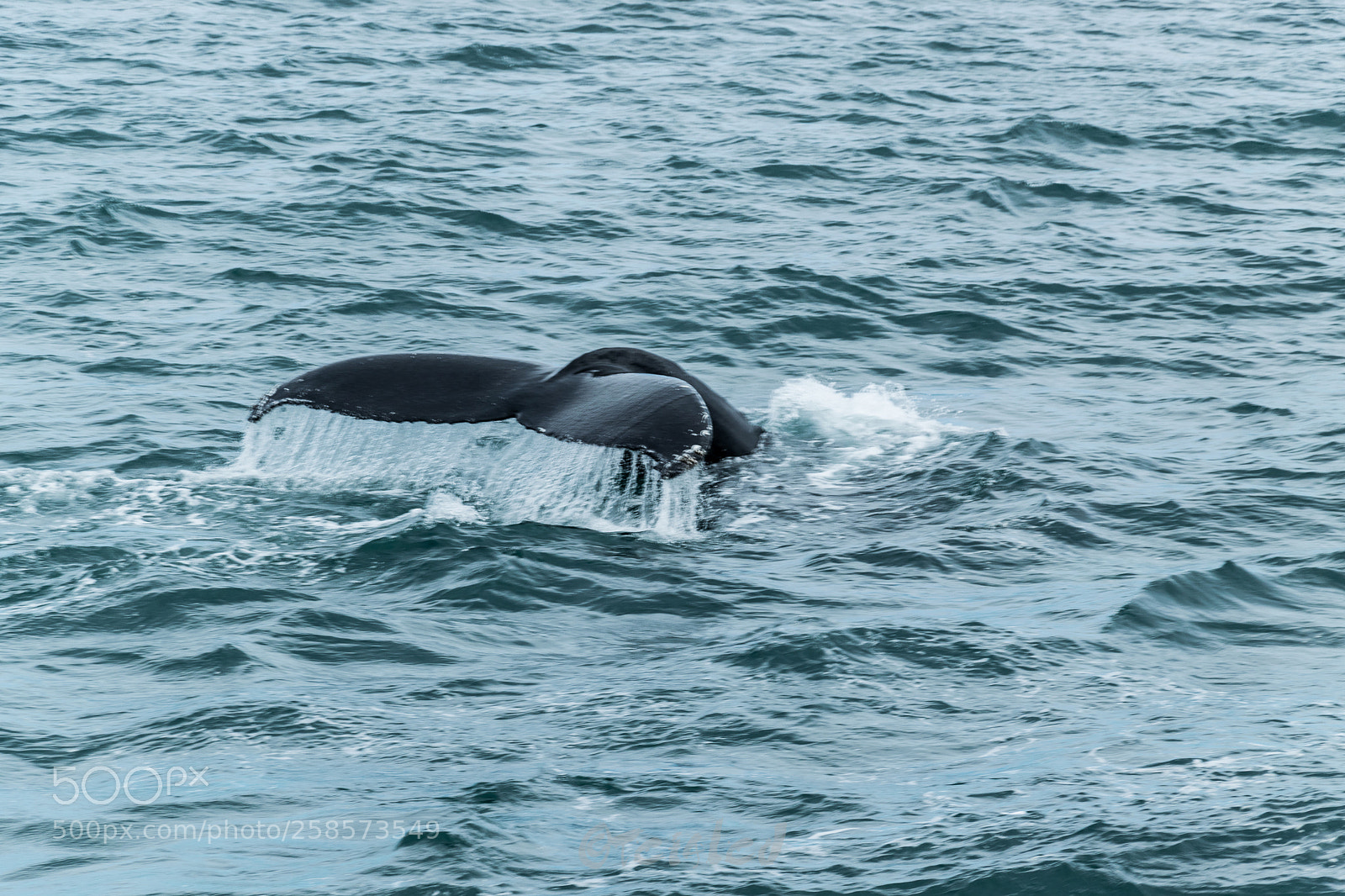 Nikon D5300 sample photo. Whale photography