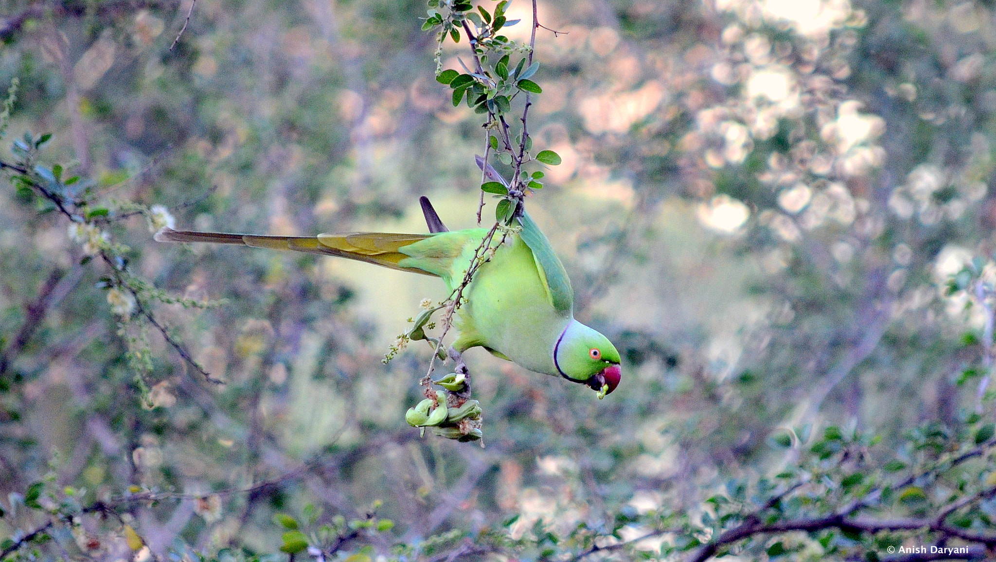 Nikon D5100 sample photo. Ring-necked parrot photography
