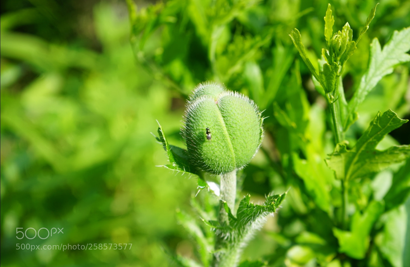 Sony a7 II sample photo. Springbud photography