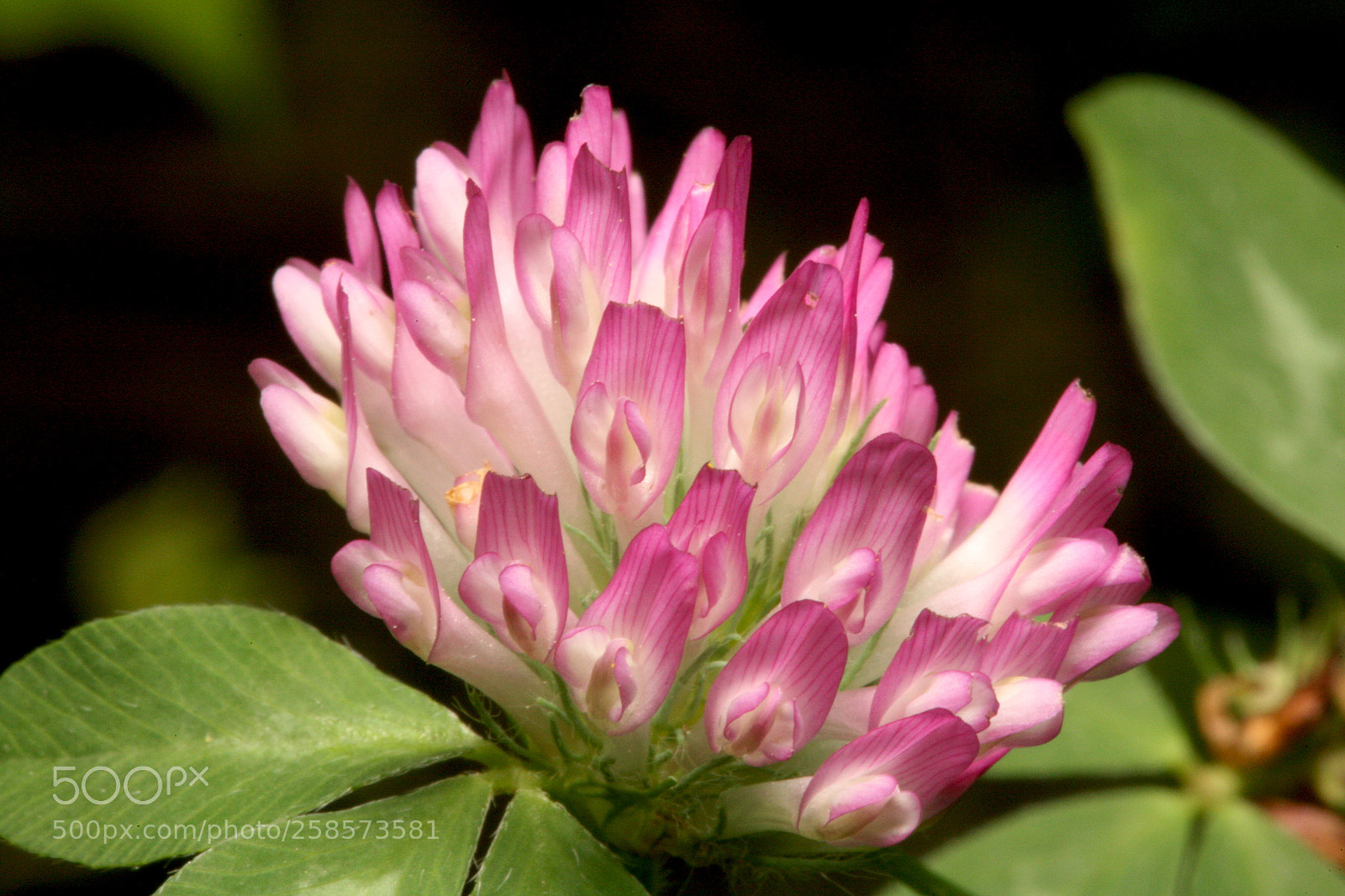 Canon EOS 5D sample photo. Img photography