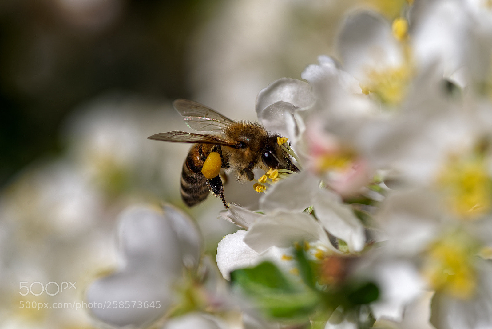 Pentax K-1 sample photo. Springtime... nikitsky botanic garden photography