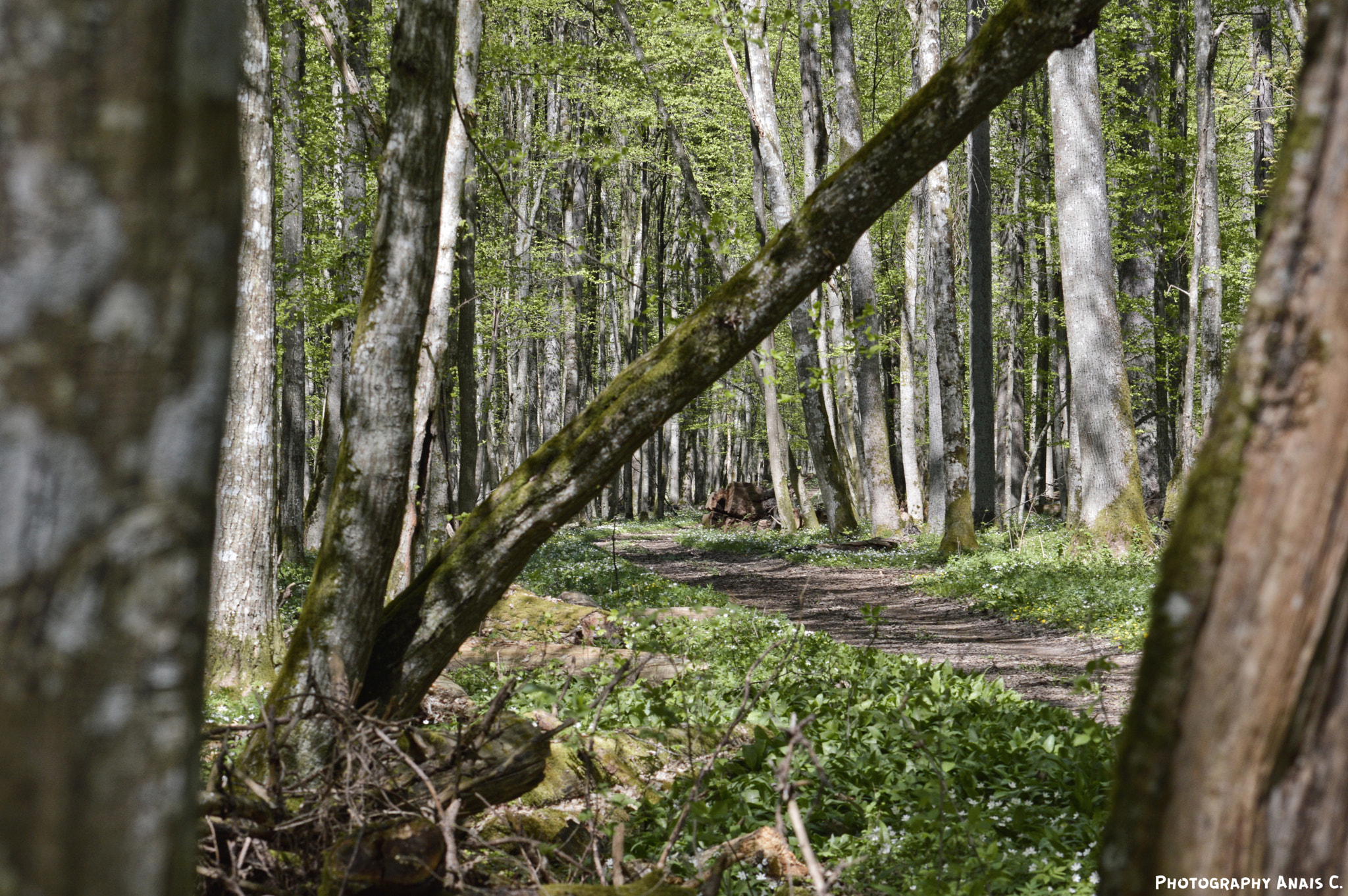 Nikon D3200 sample photo. In the heart of the last primary forest of europe photography