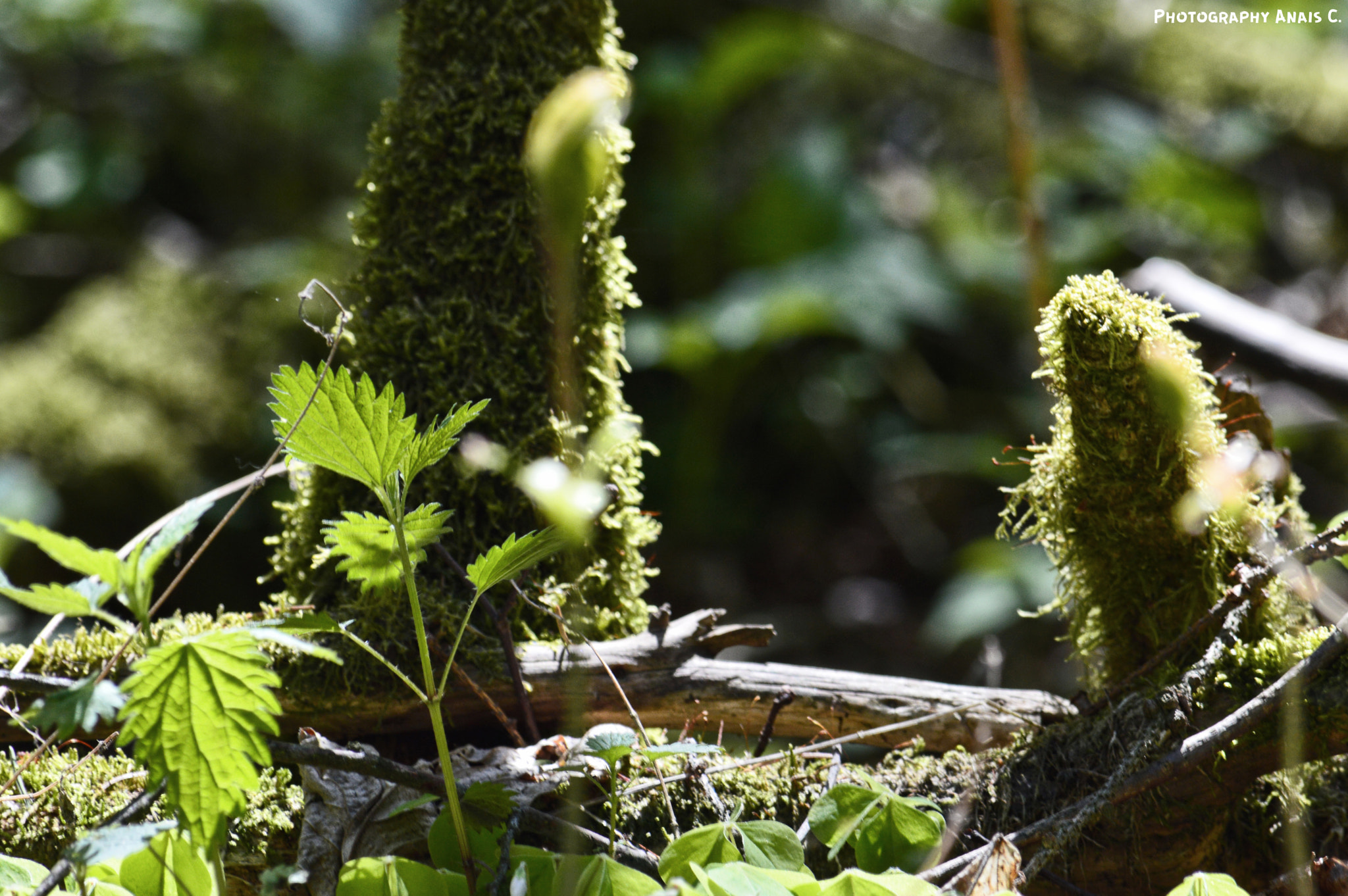 Nikon D3200 sample photo. In the heart of the last primary forest of europe photography