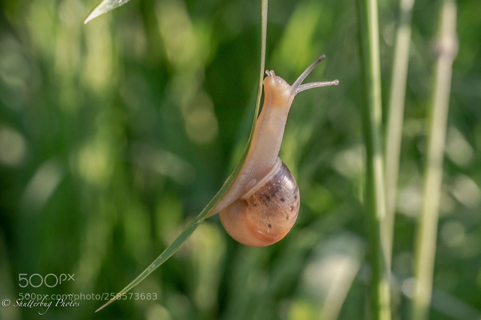 Canon EOS 80D sample photo. Snail photography