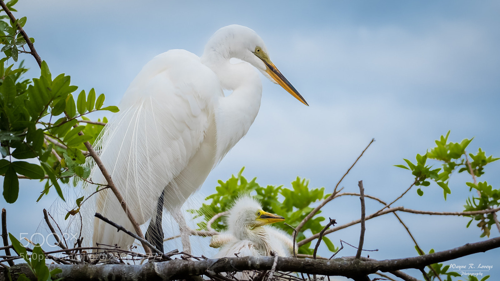 Fujifilm X-T20 sample photo. Egret and chick photography