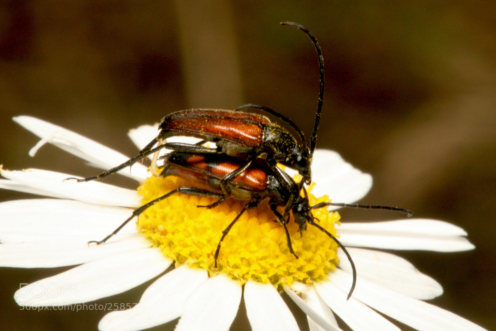 Canon EOS 5D sample photo. Img photography