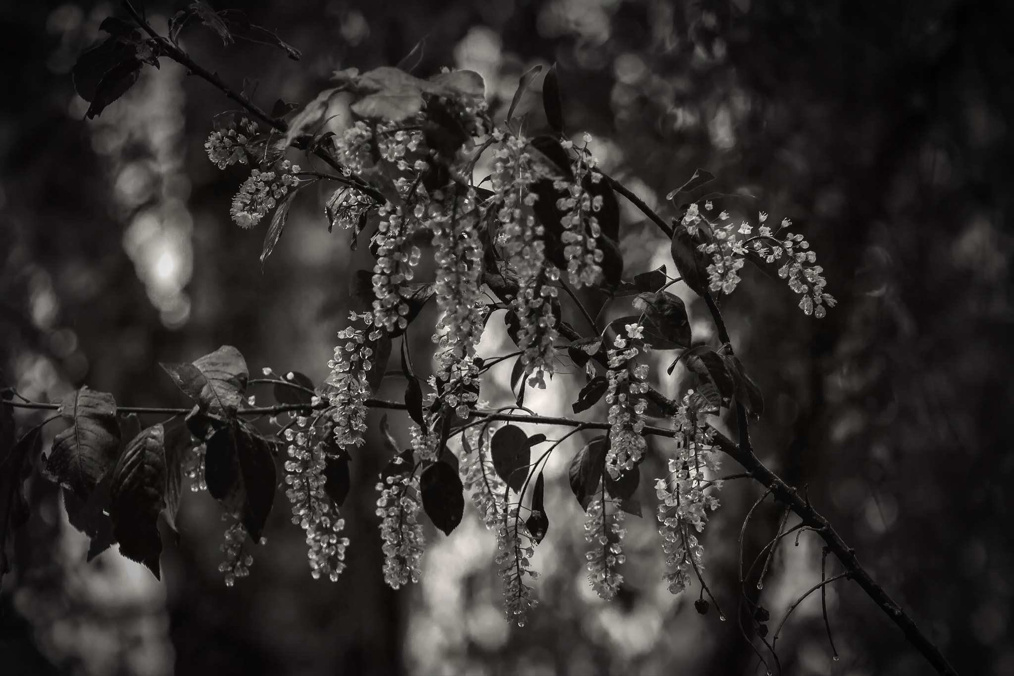 Canon EOS sample photo. Rainy morning photography