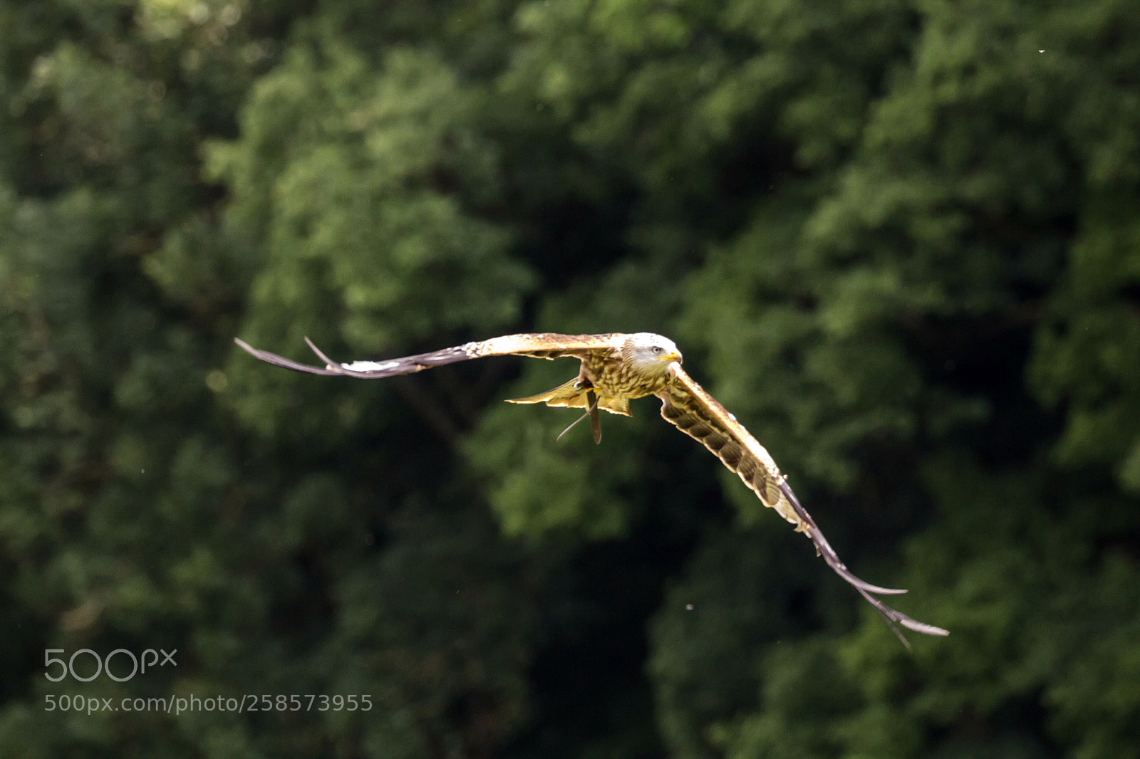 Canon EOS 60D sample photo. Flying eagle photography