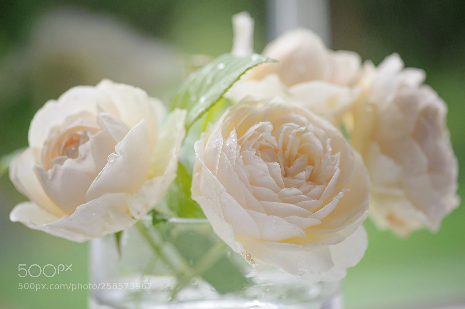 Nikon D700 sample photo. Cut roses photography