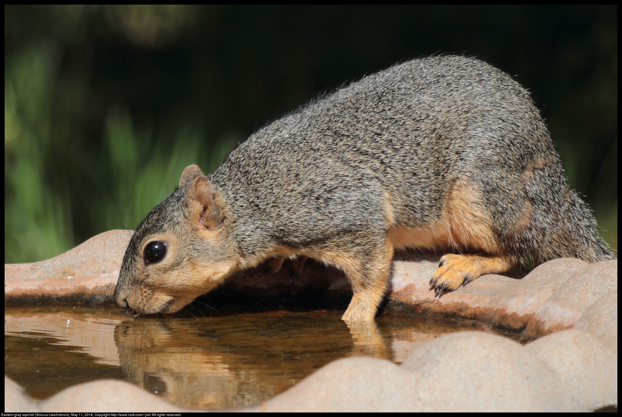 Canon EOS 80D sample photo. Eastern gray squirrel photography