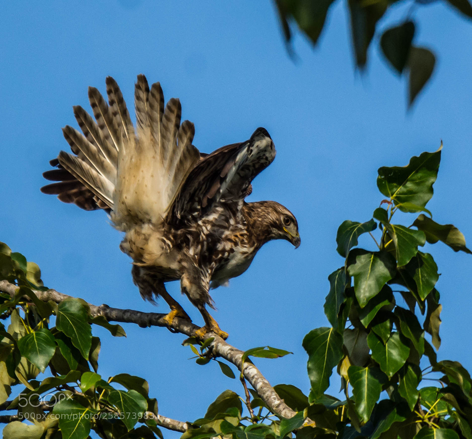 Nikon D7200 sample photo. Hawk landing photography