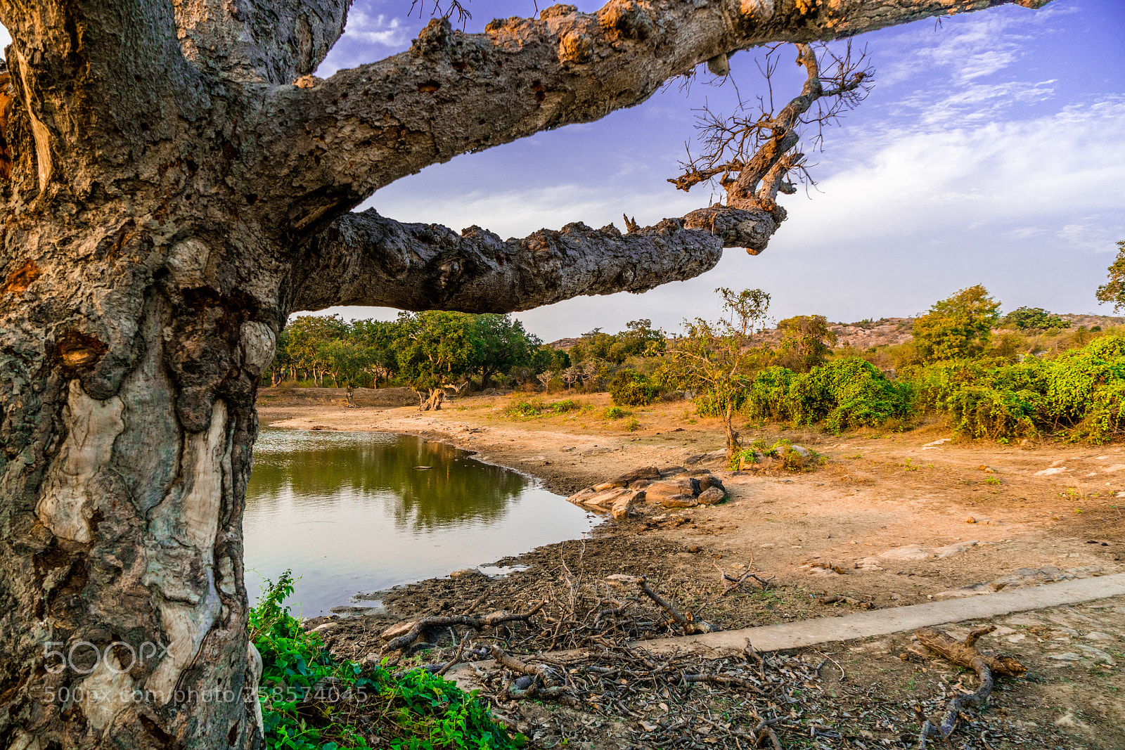 Sony a7R II sample photo. Tree... photography