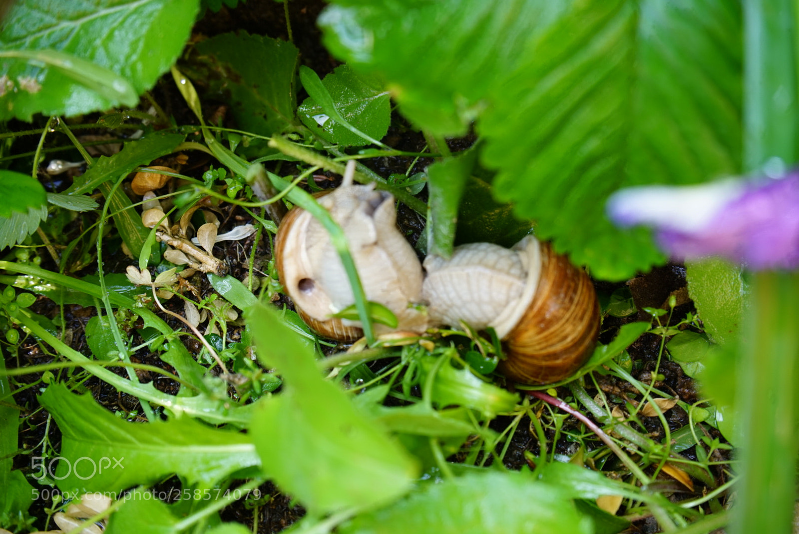 Sony a7 II sample photo. Snailsdoingit photography
