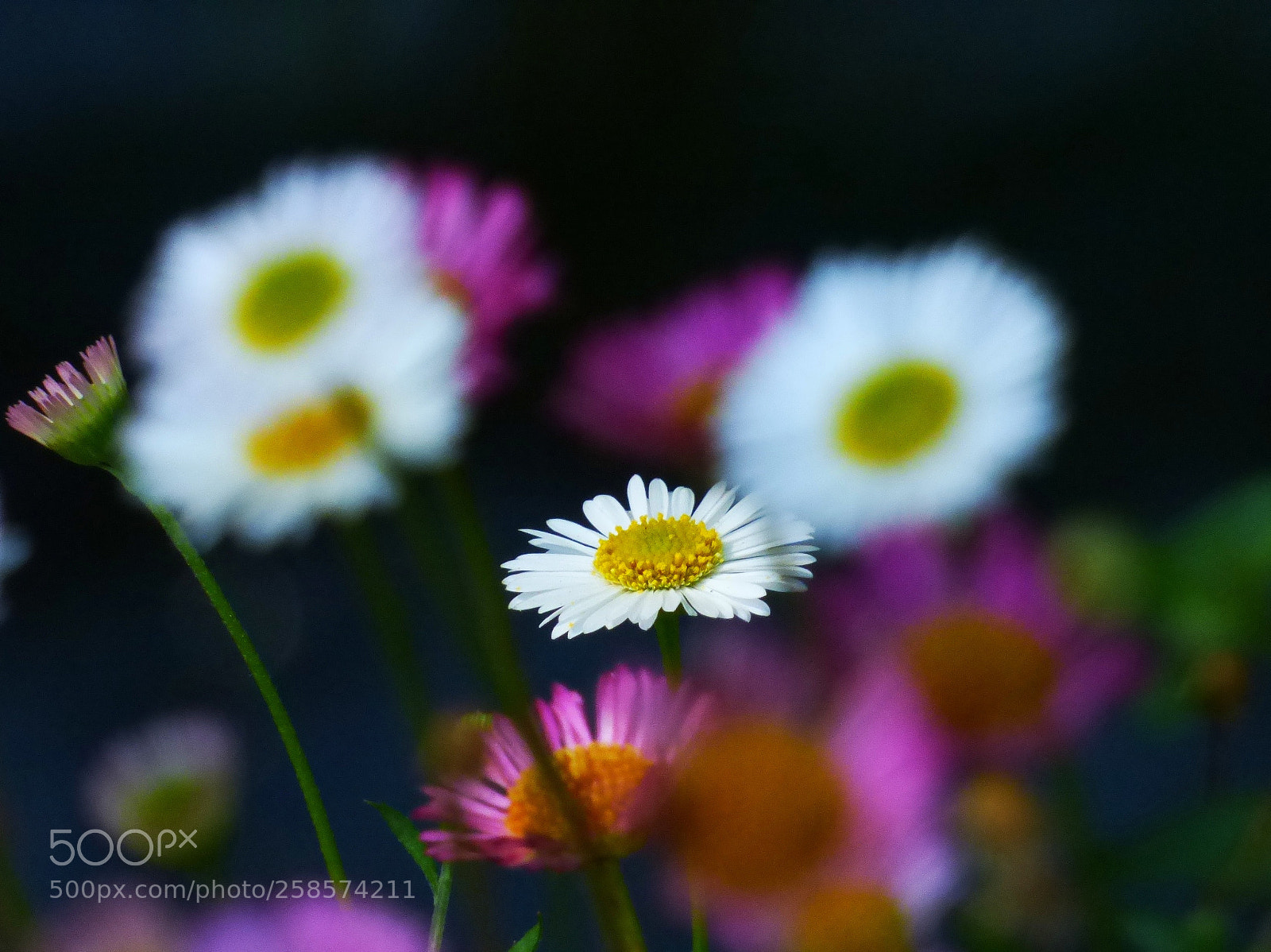 Panasonic DMC-FZ72 sample photo. Daisies. photography