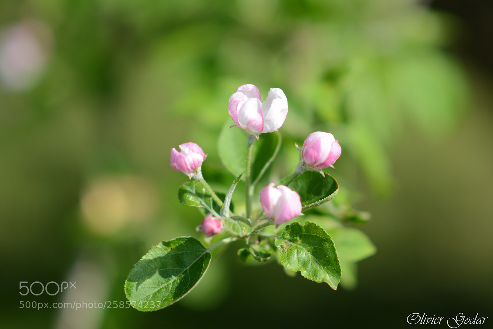 Nikon D600 sample photo. Flowers photography