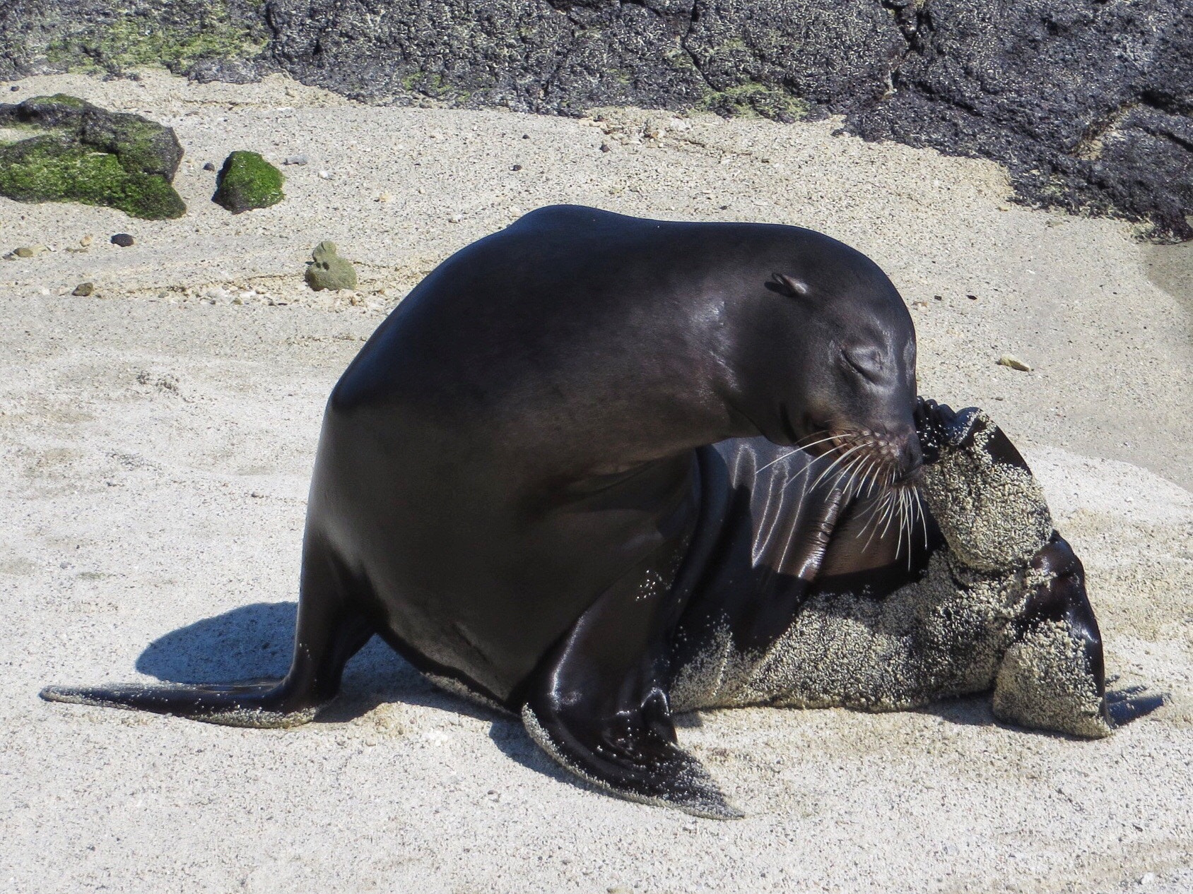 Canon PowerShot SX280 HS sample photo. Scratching sea lion photography