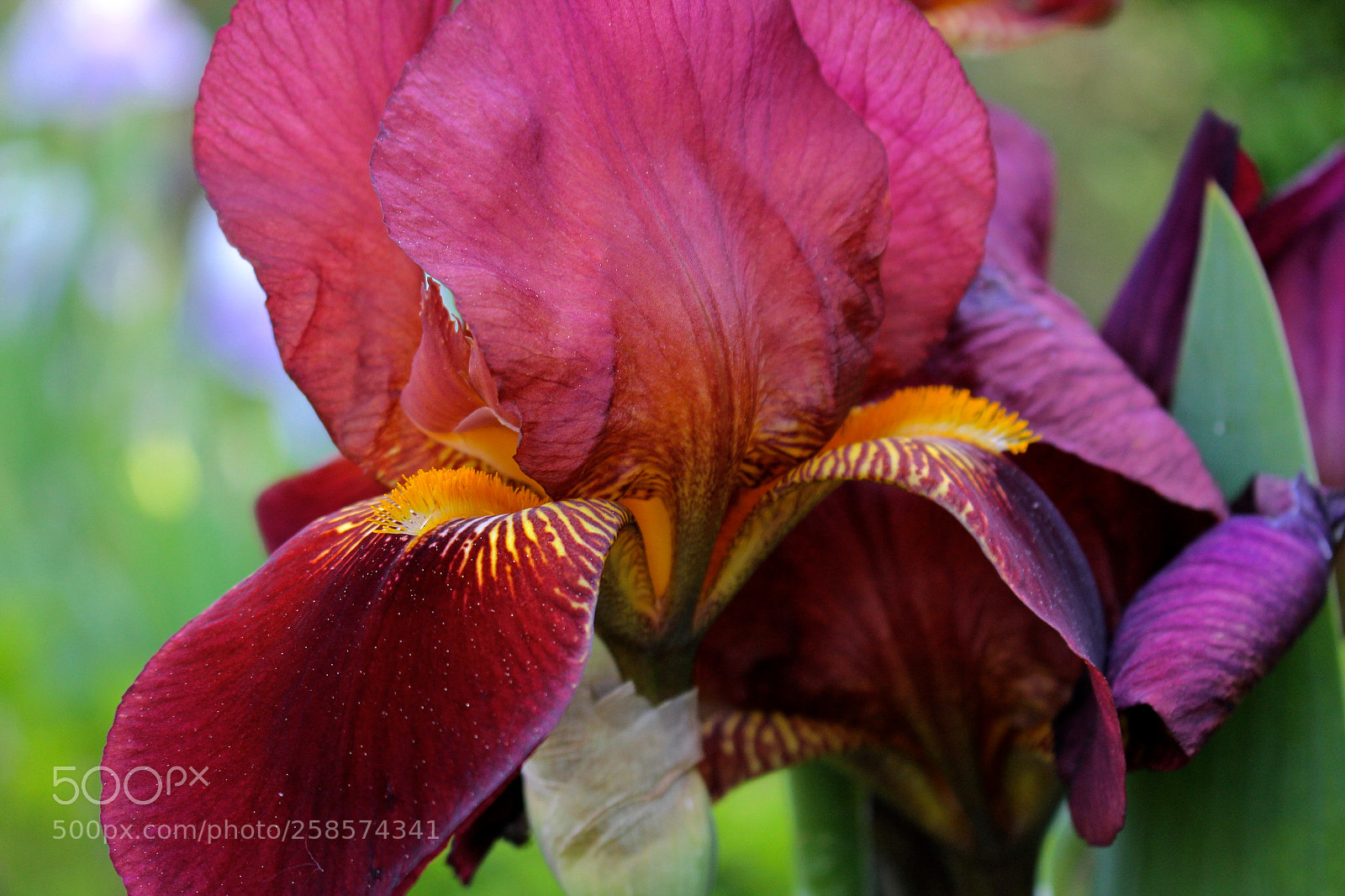Canon EOS 60D sample photo. Red lily photography