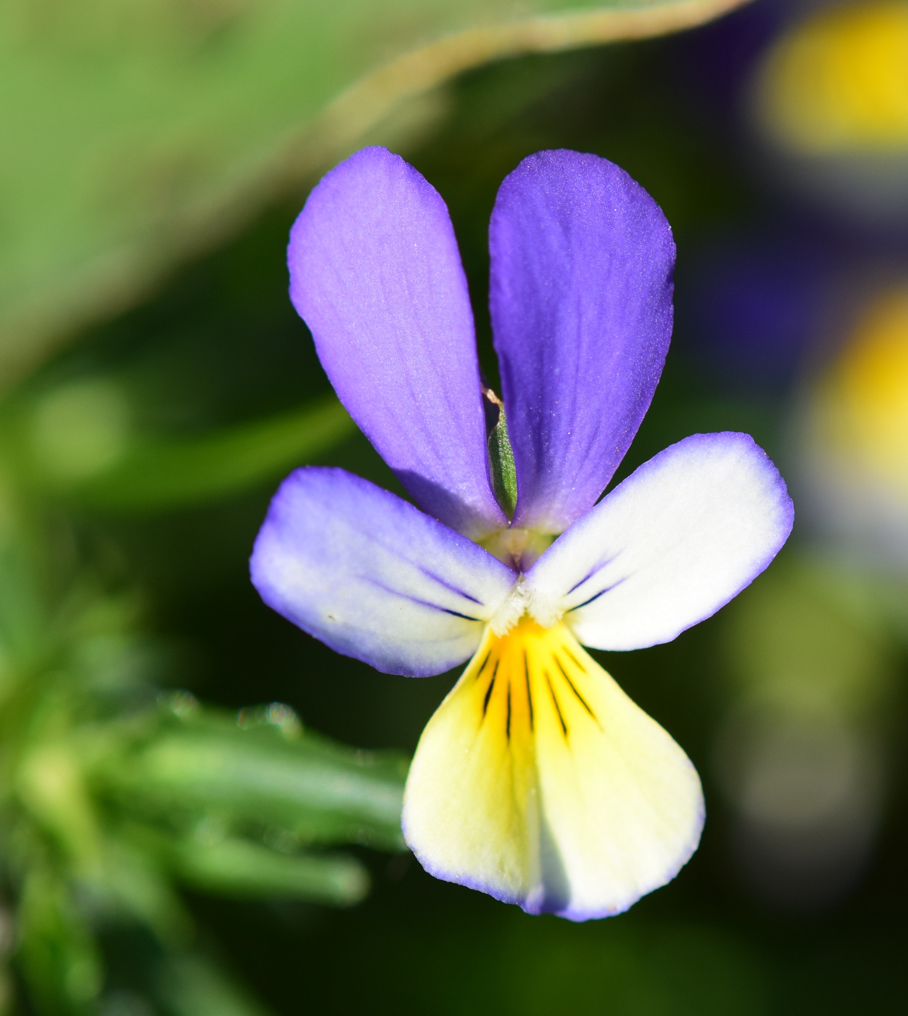 Nikon AF-S DX Micro-Nikkor 85mm F3.5G ED VR sample photo. Details photography
