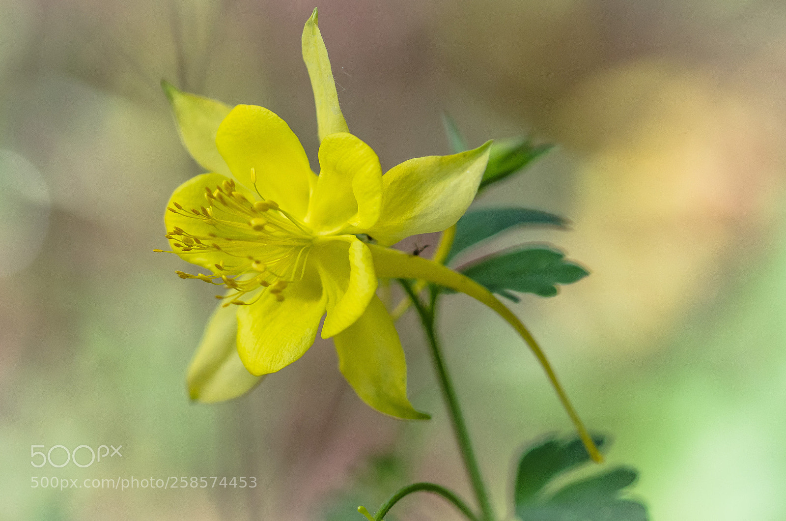 Nikon D7000 sample photo. Golden light photography