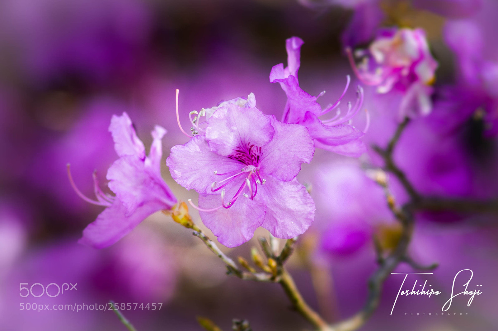 Sony SLT-A99V sample photo. Pink azalea in nj photography