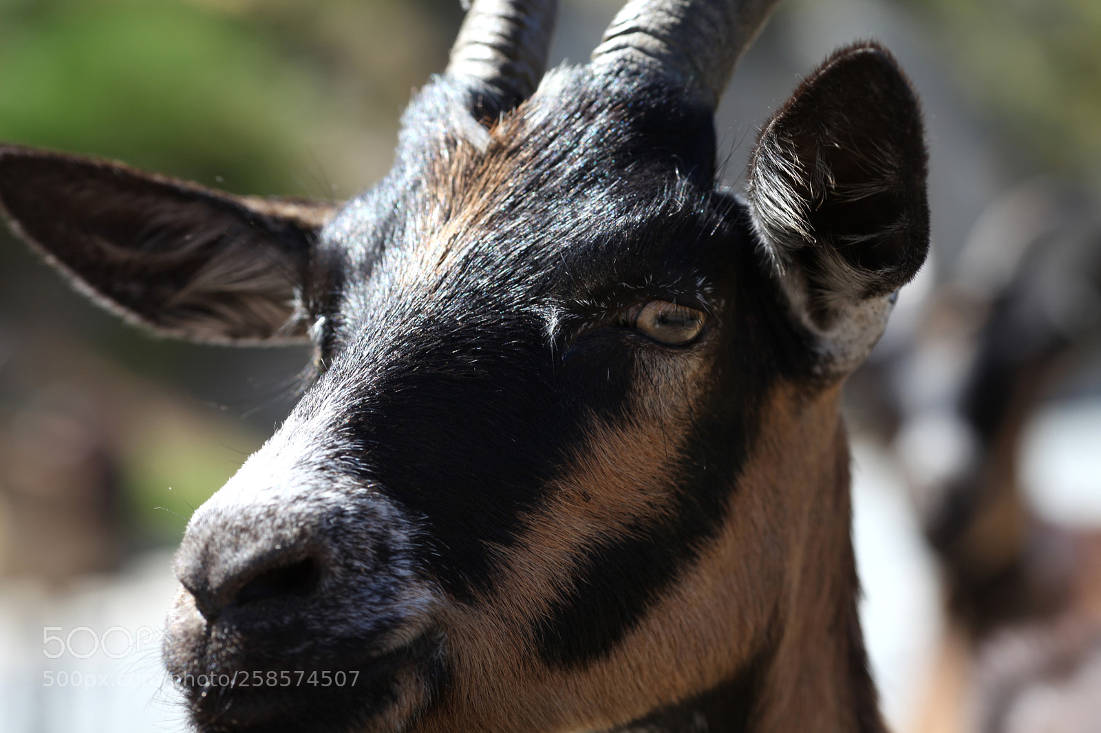 Canon EOS 5D Mark II sample photo. Img photography