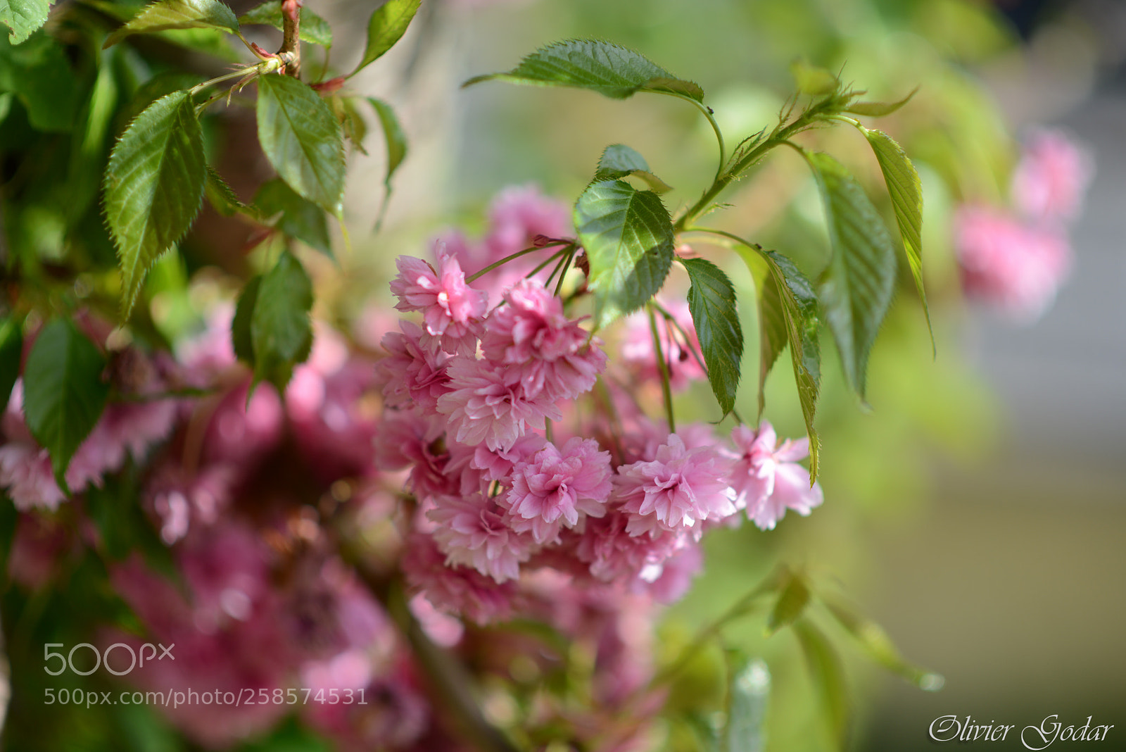 Nikon D600 sample photo. Japanese cherry tree flowers photography
