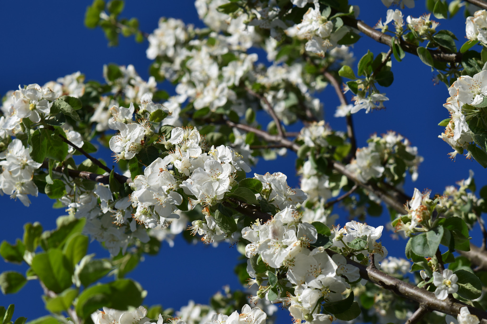 Nikon AF-S DX Micro-Nikkor 85mm F3.5G ED VR sample photo. Blooming photography