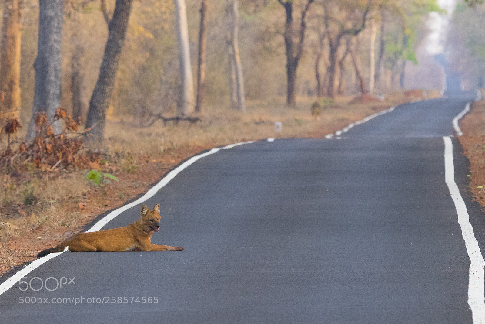 Canon EOS 80D sample photo. Dhole wild dog photography