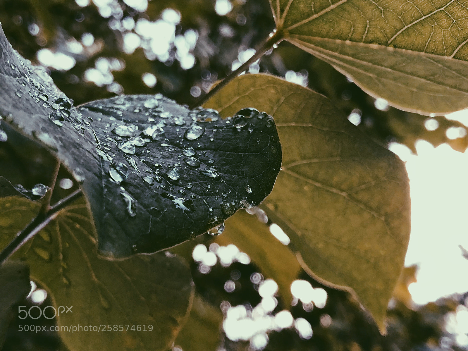Apple iPhone X sample photo. Rainy days. photography
