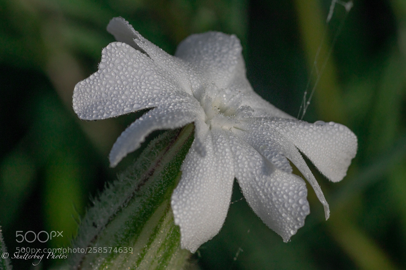 Canon EOS 80D sample photo. Morning dew photography