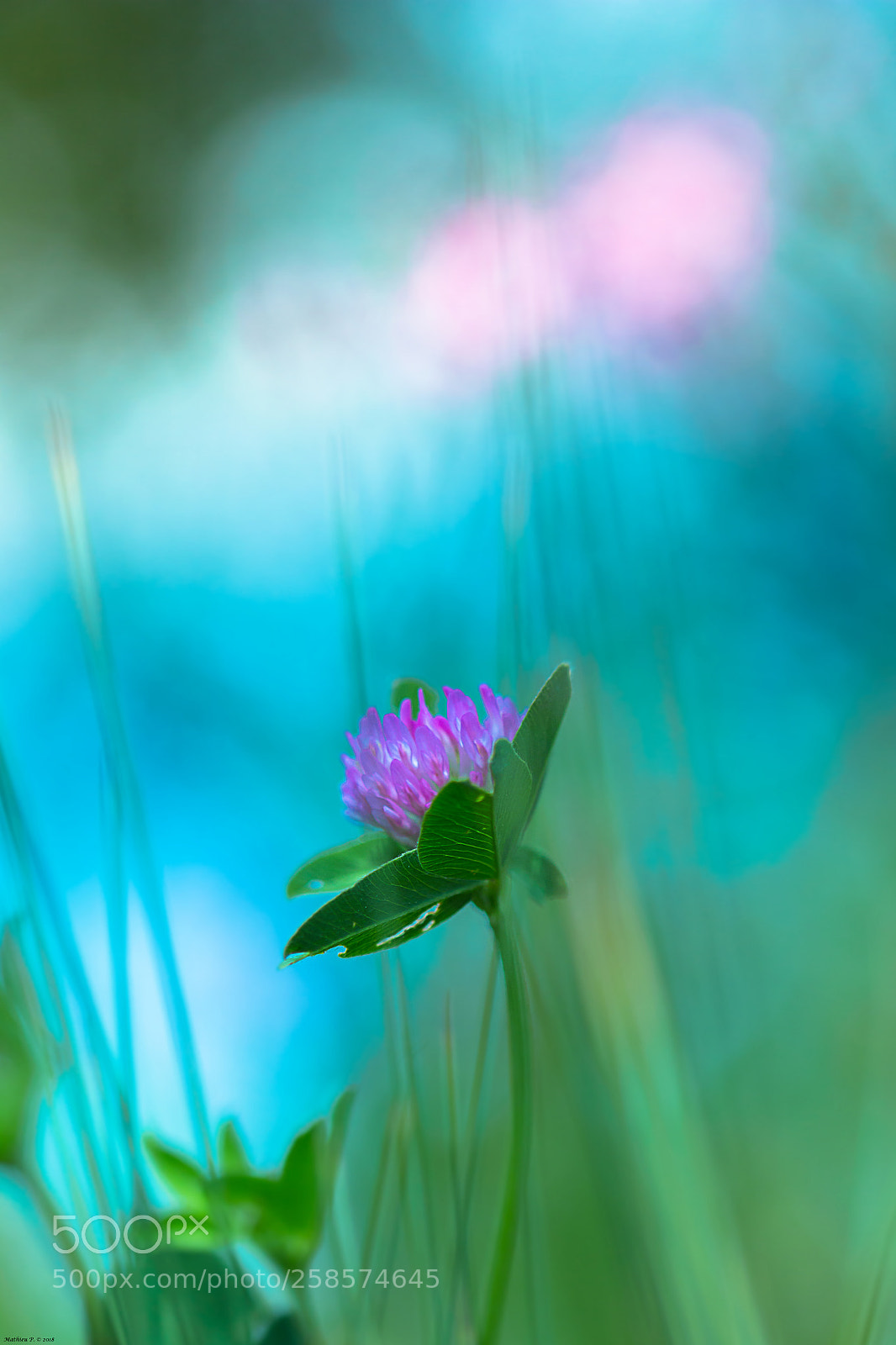 Canon EOS 600D (Rebel EOS T3i / EOS Kiss X5) sample photo. "arc en ciel printanier" photography