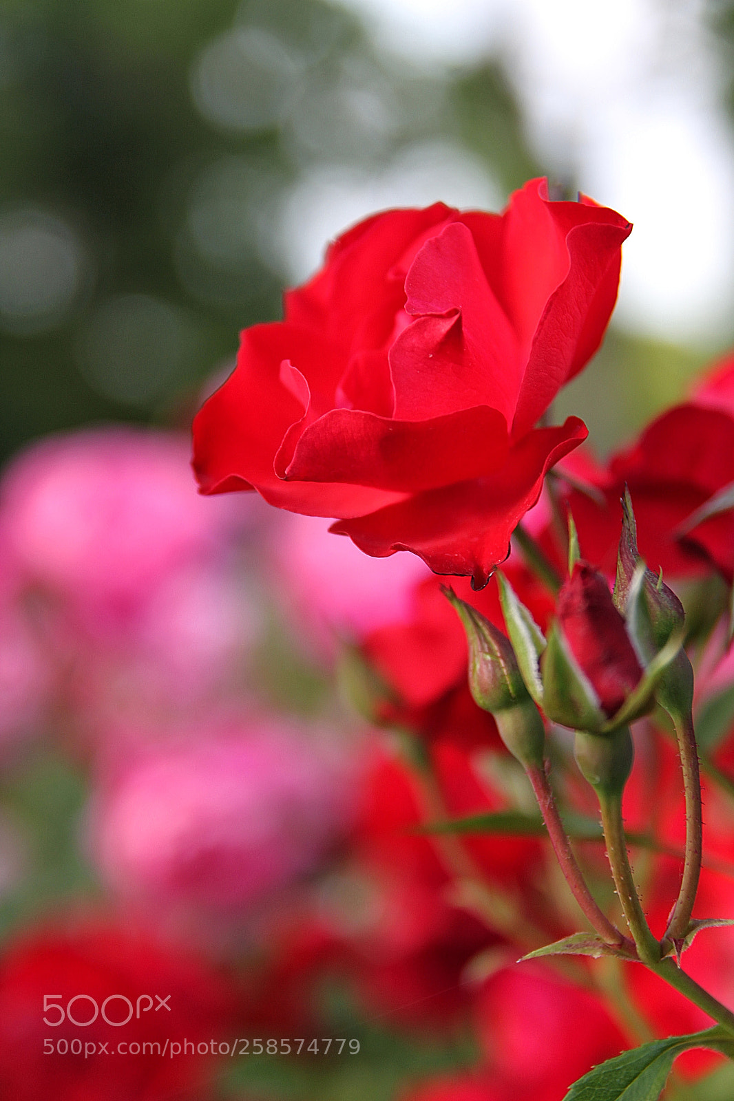 Canon EOS 500D (EOS Rebel T1i / EOS Kiss X3) sample photo. Snapseed photography