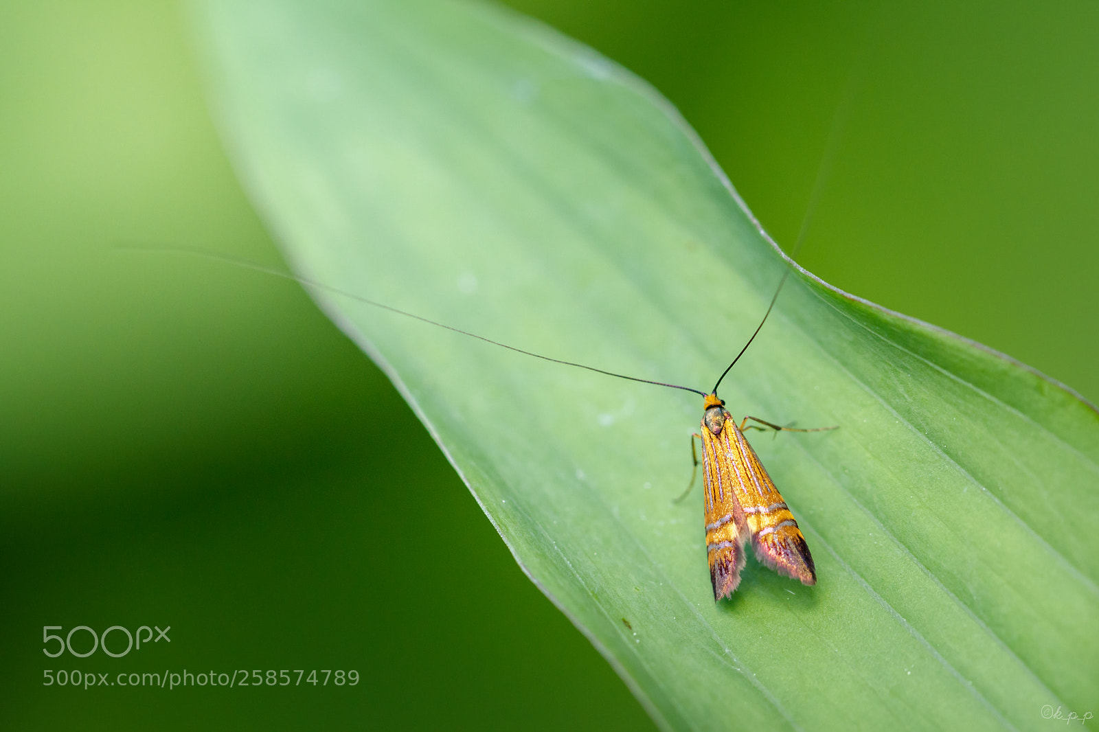 Canon EOS 80D sample photo. Adelidae photography