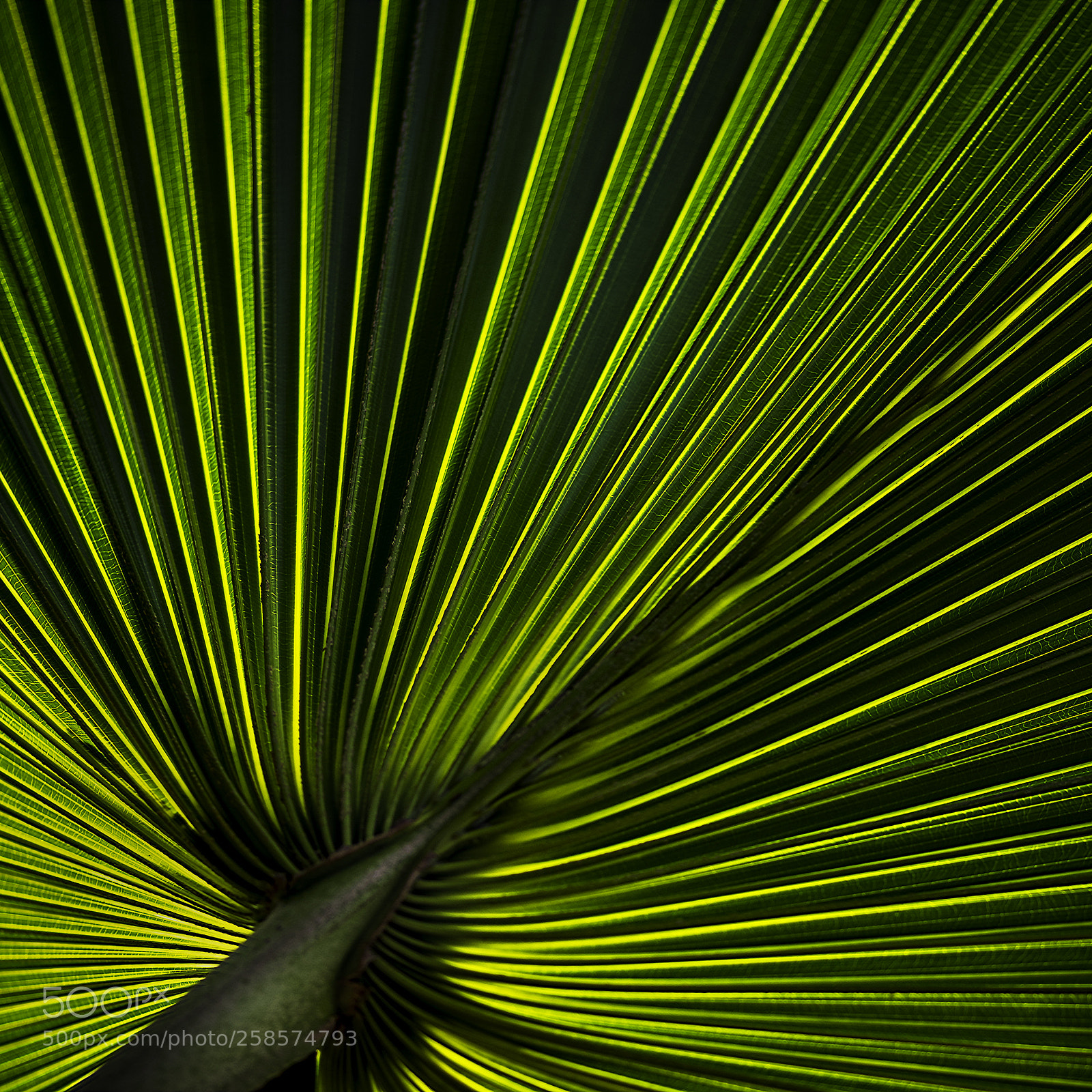 Pentax K-1 sample photo. Untitled photography