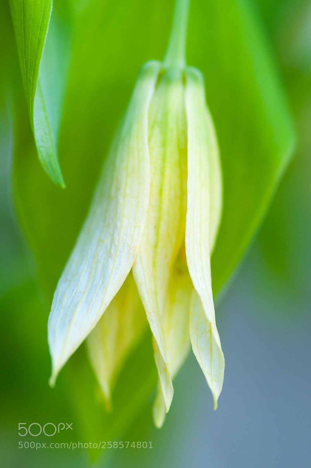 Nikon D90 sample photo. Some flower photography