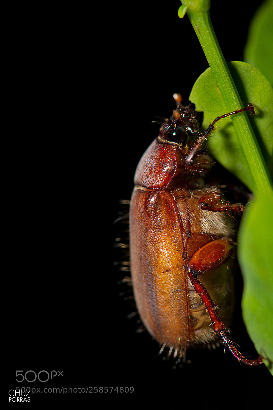 Nikon D7100 sample photo. Beetle photography