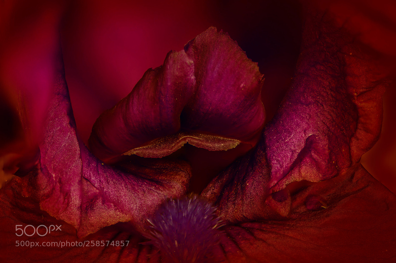 Nikon D610 sample photo. Rouge passion photography