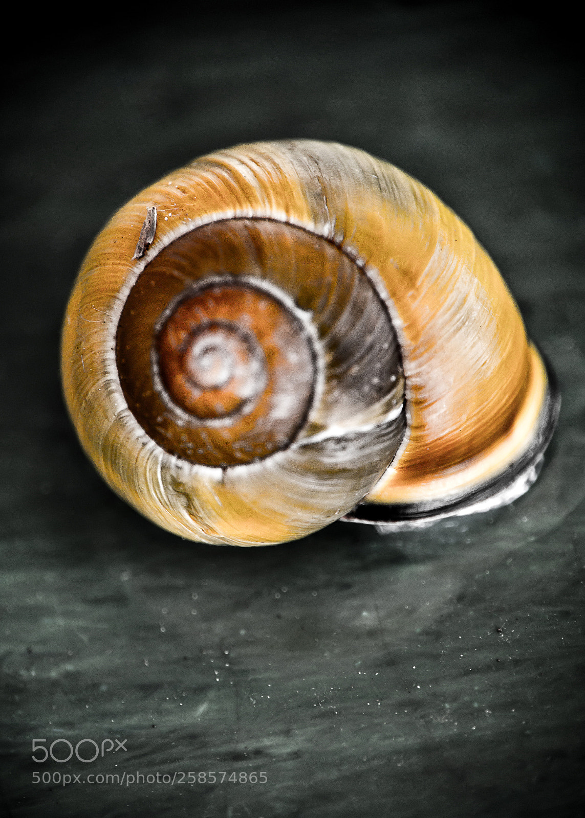 Sony a6000 sample photo. Snail photography