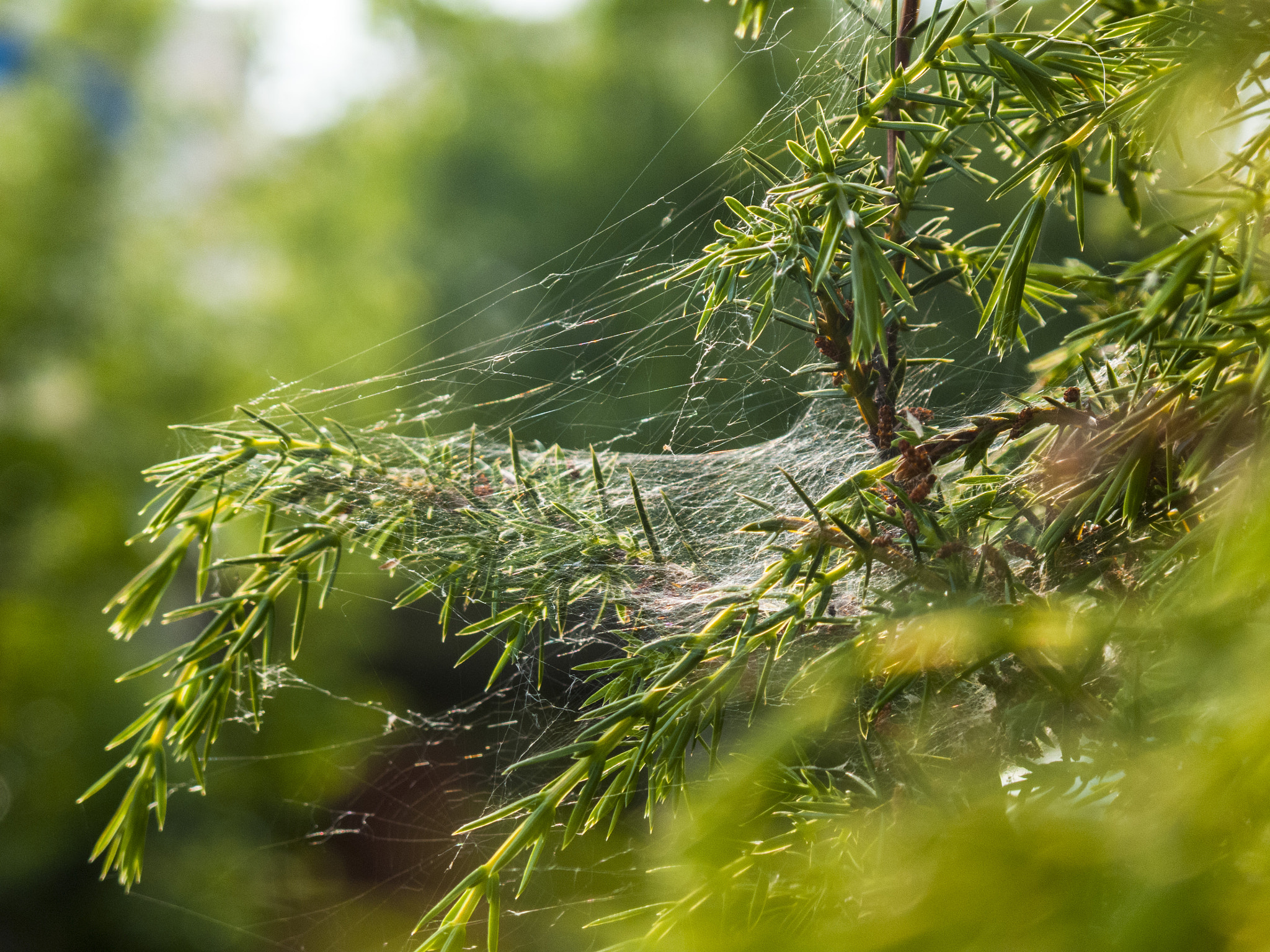 Canon PowerShot G10 sample photo. Wonderful cobweb photography