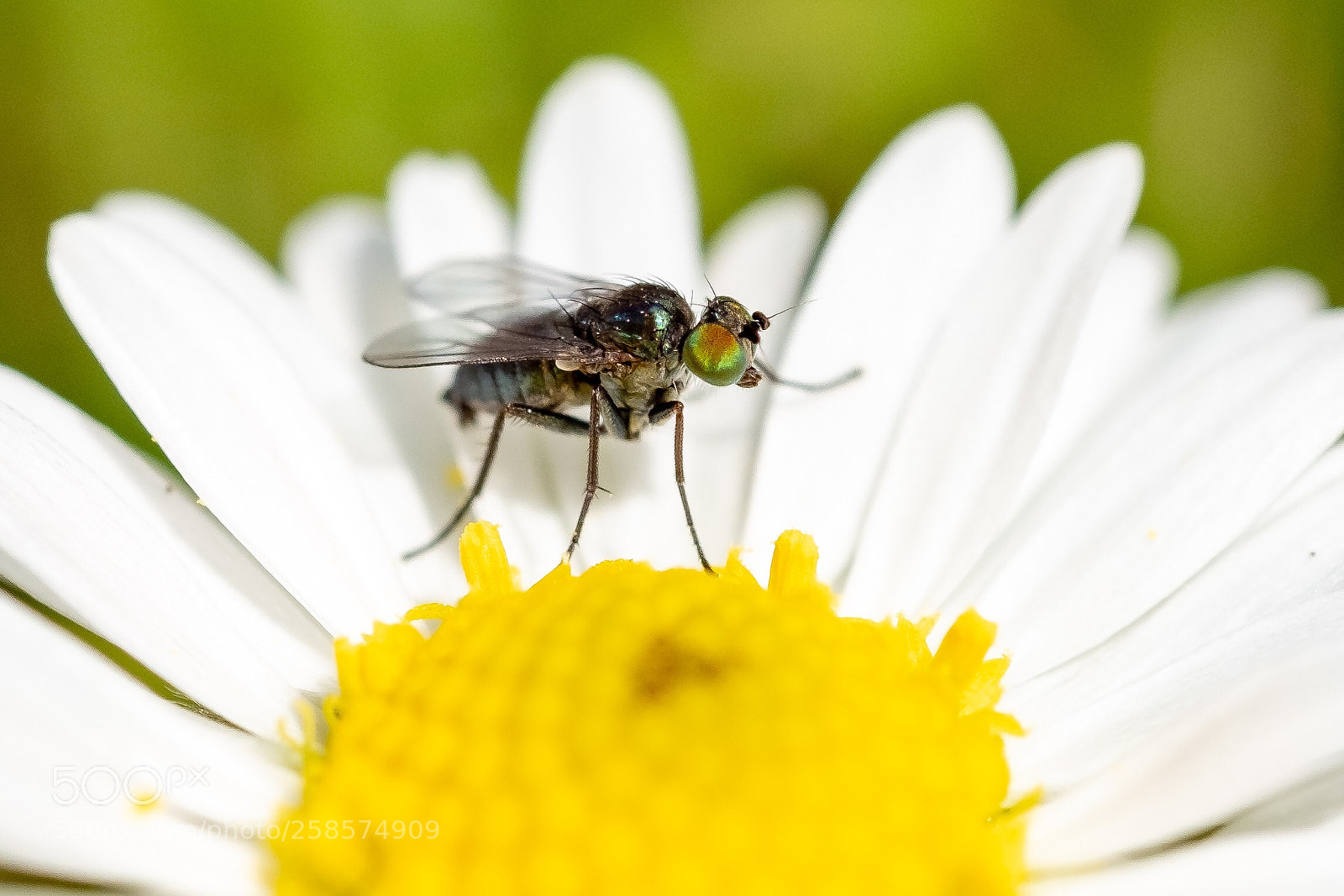 Fujifilm X-T2 sample photo. Big fly photography