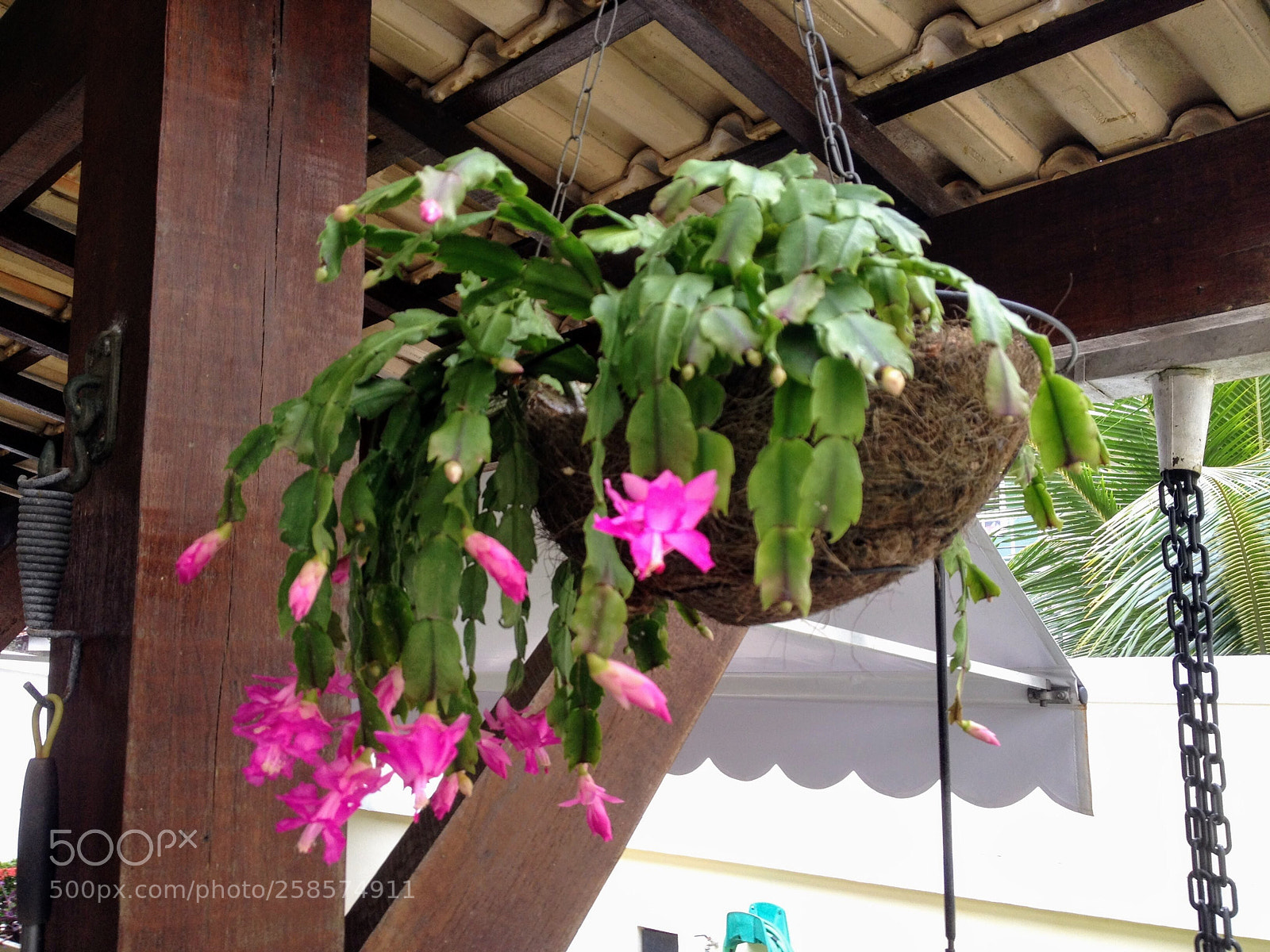 Apple iPhone 4S sample photo. Flor de maio photography