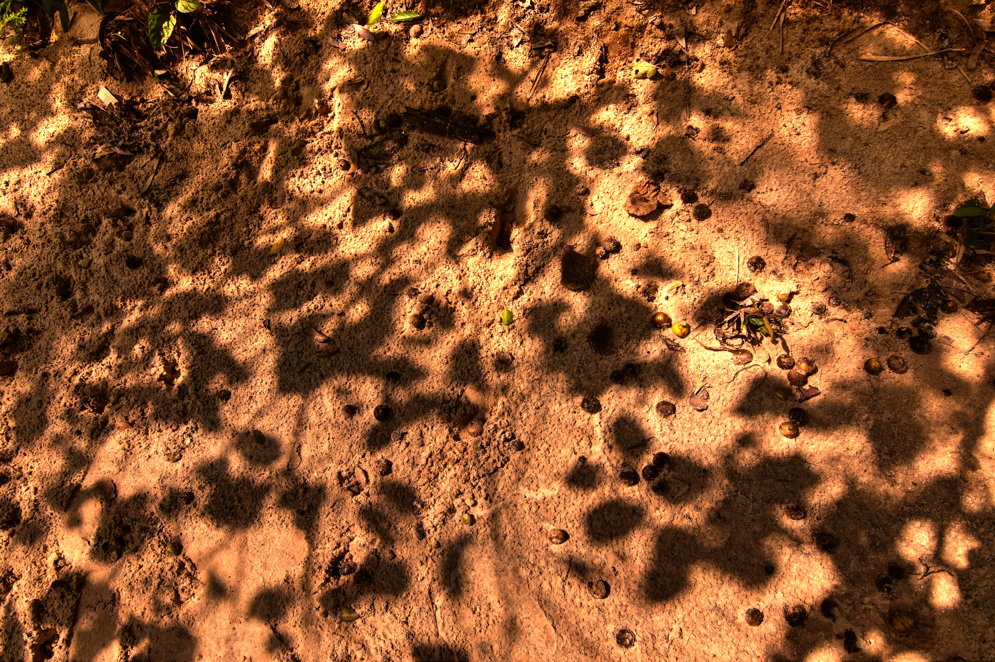 Nikon D7200 sample photo. Forest floor photography