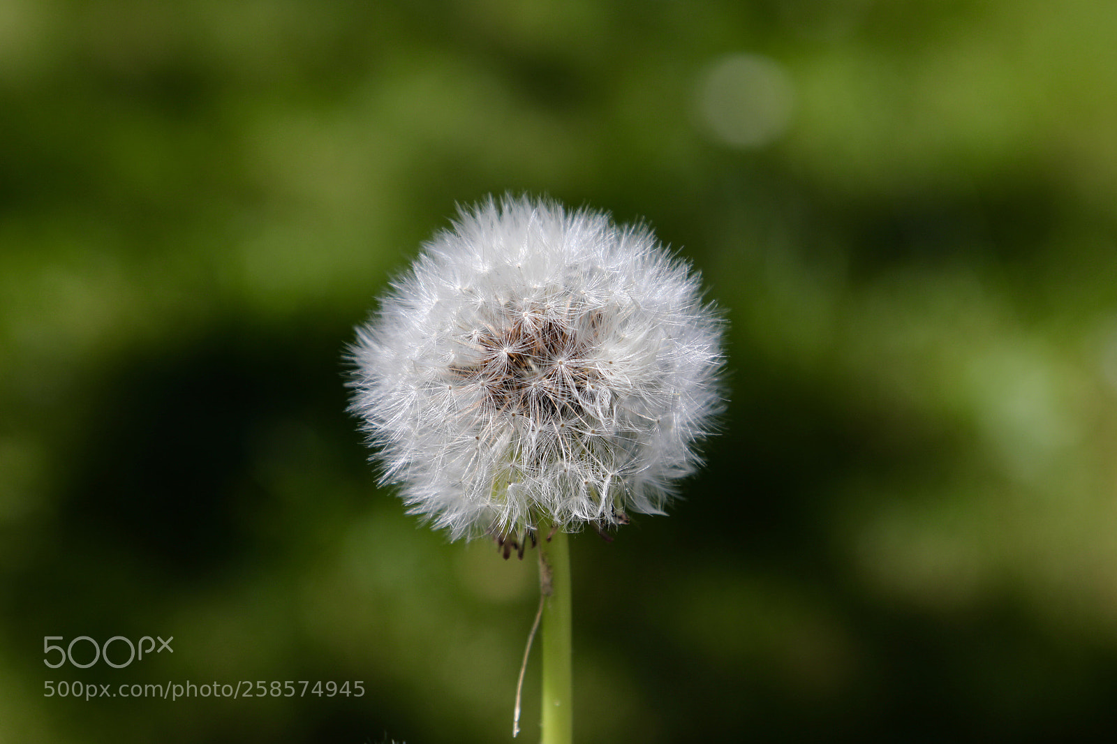 Canon EOS 5D Mark IV sample photo. Untitled photography