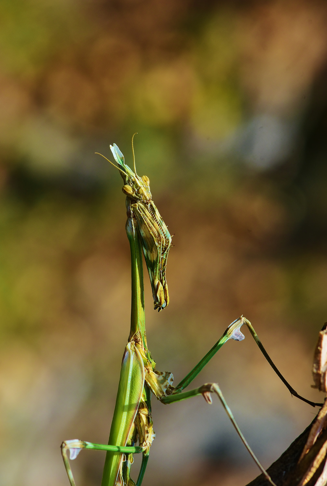 Nikon AF-S Micro-Nikkor 105mm F2.8G IF-ED VR sample photo. Empusa fasciata praying mantis photography